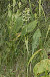 Green fringed orchid